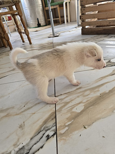 Siberi laika kutsikad (5 foto / 10)