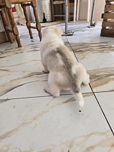 Siberi laika kutsikad (6 foto / 10)