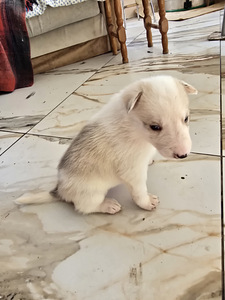 Siberi laika kutsikad (7 foto / 10)