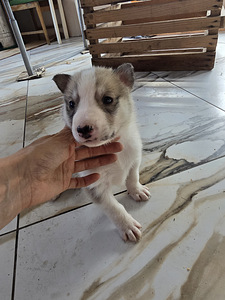 Siberi laika kutsikad (8 foto / 10)