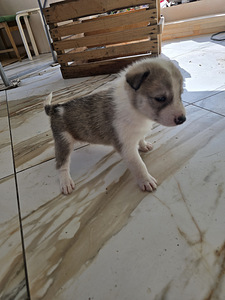 Siberi laika kutsikad (9 foto / 10)
