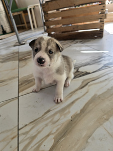Siberi laika kutsikad (10 foto / 10)