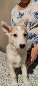Siberi laika kutsikad (1 foto / 10)