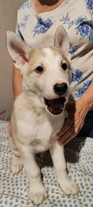Siberi laika kutsikad (2 foto / 10)