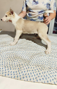 Siberi laika kutsikad (3 foto / 10)