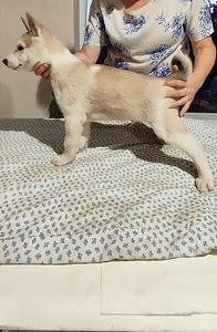 Siberi laika kutsikad (4 foto / 10)