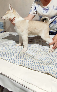 Siberi laika kutsikad (5 foto / 10)