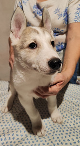 Siberi laika kutsikad (6 foto / 10)