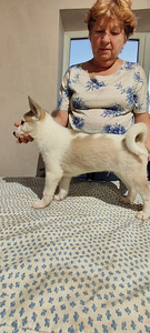 Siberi laika kutsikad (7 foto / 10)