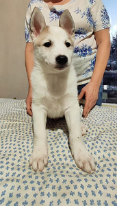 Siberi laika kutsikad (8 foto / 10)