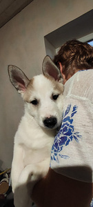 Siberi laika kutsikad (9 foto / 10)
