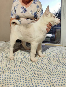 Siberi laika kutsikad (10 foto / 10)