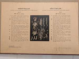 2 Soome botaanilist õppetahvlit, autor Ebba Masalin, 1903 (3 foto / 4)