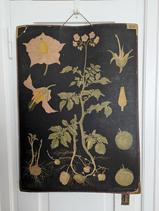 2 Soome botaanilist õppetahvlit, autor Ebba Masalin, 1903 (2 foto / 4)