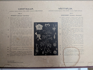 2 Soome botaanilist õppetahvlit, autor Ebba Masalin, 1903 (4 foto / 4)