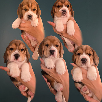 Beagle kutsikad