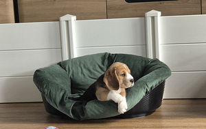 Isane beagle kutsikas (1 foto / 3)