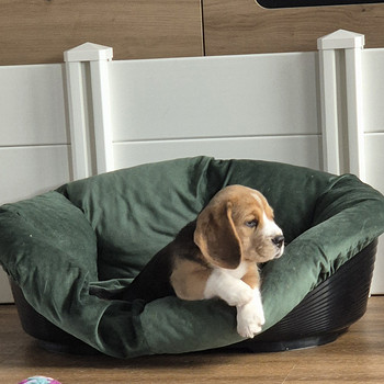 Beagle kutsikad