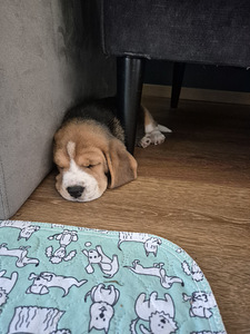 Isane beagle kutsikas (2 foto / 3)