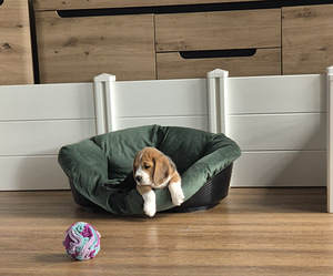 Isane beagle kutsikas (3 foto / 3)
