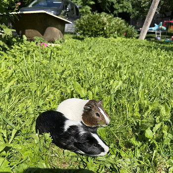 Meresiga