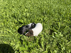 Meresiga (3 foto / 5)