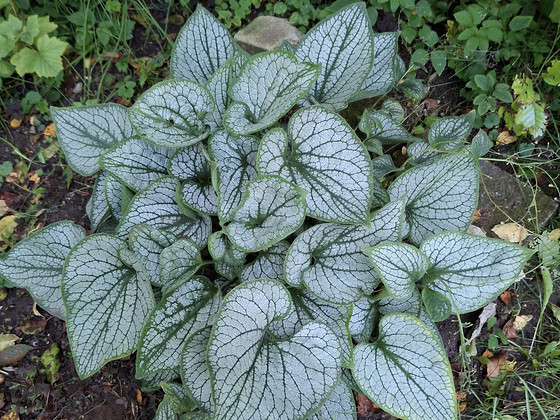 Aiataim Brunnera