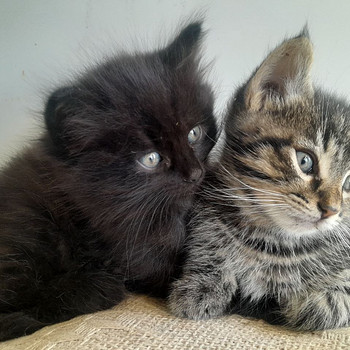 Котенок