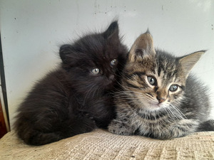 Котенок (2 фото из 3)