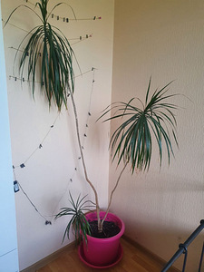 Draakonipuu koos potiga — umbes 2 m (1 foto / 1)