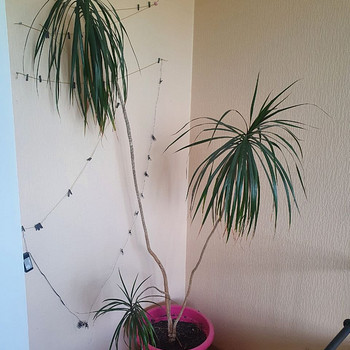Draakonipuu koos potiga — umbes 2 m