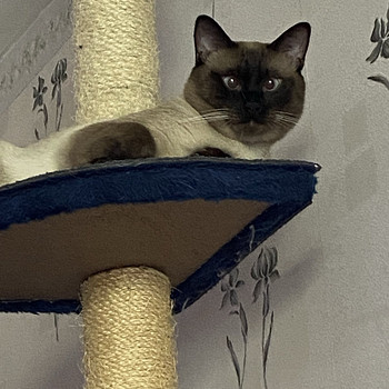 Тайский котик ждёт в гости подружку