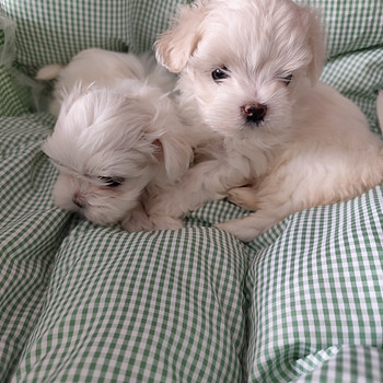 Malta bichon
