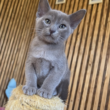 Burma