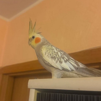 Papagoi