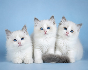 Ragdoll (1 foto no 2)