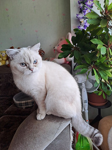 Продаётся котёнок породы Scottish Straight (2 фото из 4)