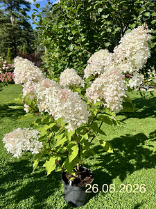Aedhortensia Phantom (5 foto / 7)