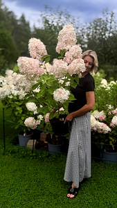 Aedhortensia Phantom (1 foto / 7)