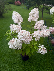 Aedhortensia Phantom (2 foto / 7)