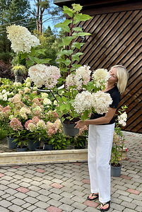 Aedhortensia Phantom (3 foto / 7)