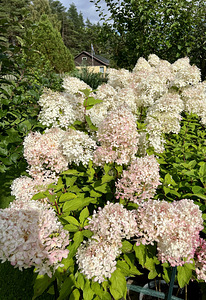 Aedhortensia Phantom (4 foto / 7)