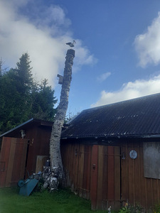 Uus tn 7, Vana-Vigala, Märjamaa vald, Raplamaa (12 фото из 12)