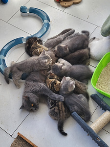 Британские короткошёрстные котята (9 фото из 9)