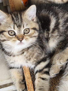 Британские короткошёрстные котята (5 фото из 9)
