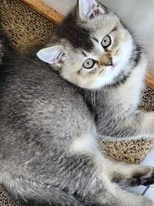 Британские короткошёрстные котята (3 фото из 9)