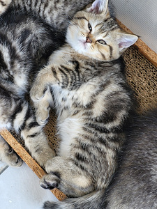 Британские короткошёрстные котята (4 фото из 9)