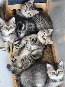 Британские короткошёрстные котята (8 фото из 9)