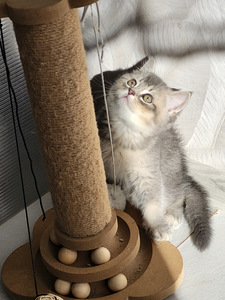Британские короткошёрстные котята (7 фото из 9)