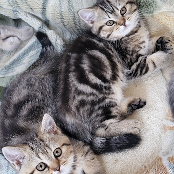 Британские короткошёрстные котята